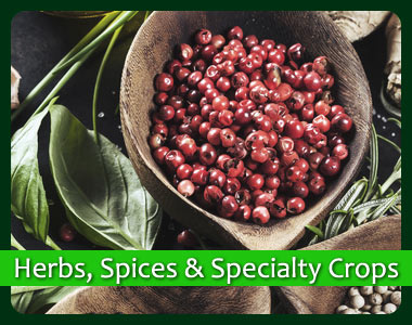 Herbs, Spices and Specialty Crops